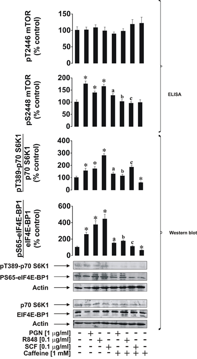 Caffeine inhibits the ligand-induced mTOR signalling pathway in THP-1 human acute myeloid leukaemia cells.