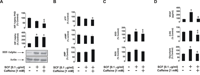 Effects of caffeine on SCF-induced Kit receptor activation in-THP-1 cells.