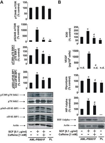 Effects of caffeine on SCF-induced Kit receptor activation in primary human AML cells.