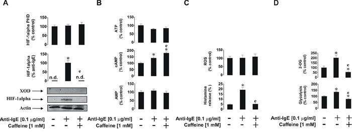 Effects of caffeine on the anti-IgE-induced biological responses of primary human basophils.