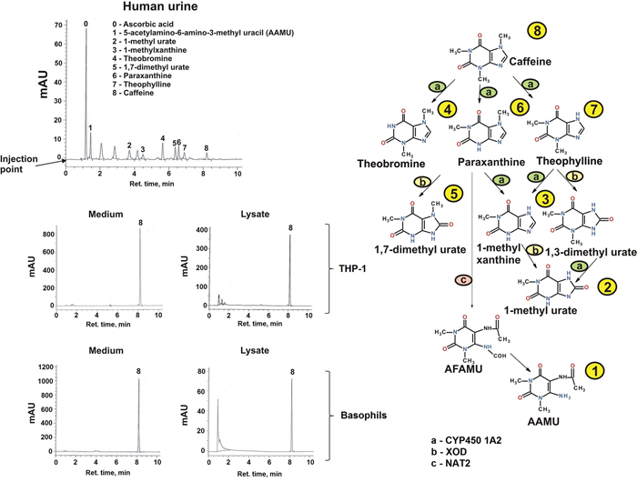 Determination of caffeine and its metabolites in human urine and myeloid cells.