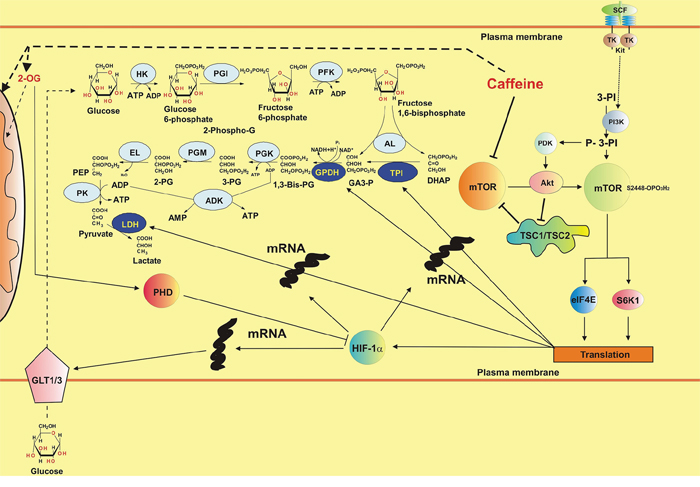 Possible biochemical mechanisms of the effects of caffeine on the mTOR pathway, HIF-1 activity and energy metabolism in human myeloid cells (SCF-induced responses are used as the example).