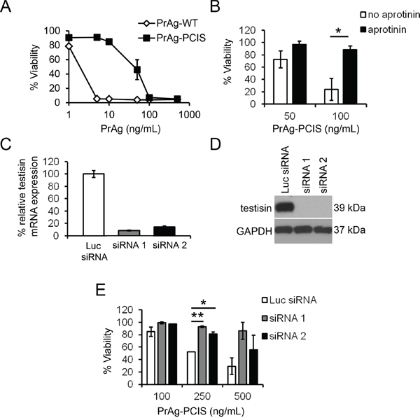 Endogenous testisin activity activates the PrAg-PCIS toxin and promotes HeLa tumor cell killing.