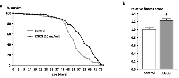 Effect of EGCG (10 mg/ml) supplementation on lifespan in male W1118 Drosophila melanogaster.