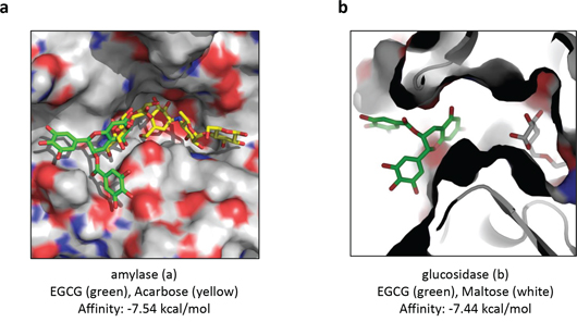 Predicted binding modes of EGCG docked with the X-ray structure of human salivary &#x03B1;-amylase and with the homology model of &#x03B1;-glucosidase from baker&#x0027;s yeast.