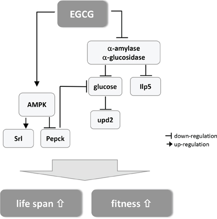 Schematic summary of the postulated mechanism how EGCG mediates lifespan extension and improved fitness in Drosophila melanogaster (for detailed description see text).
