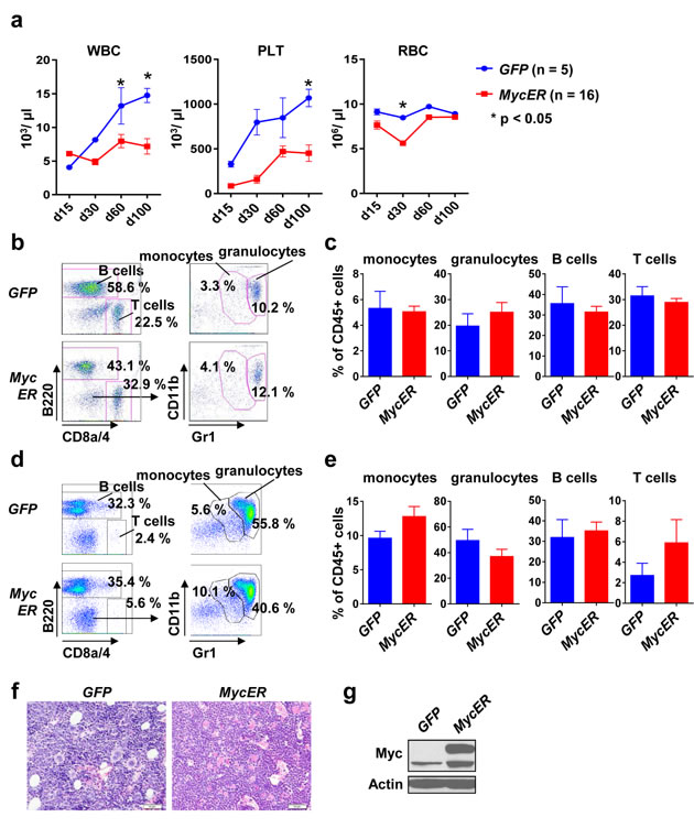 Stable engraftment and phenotype of conditional