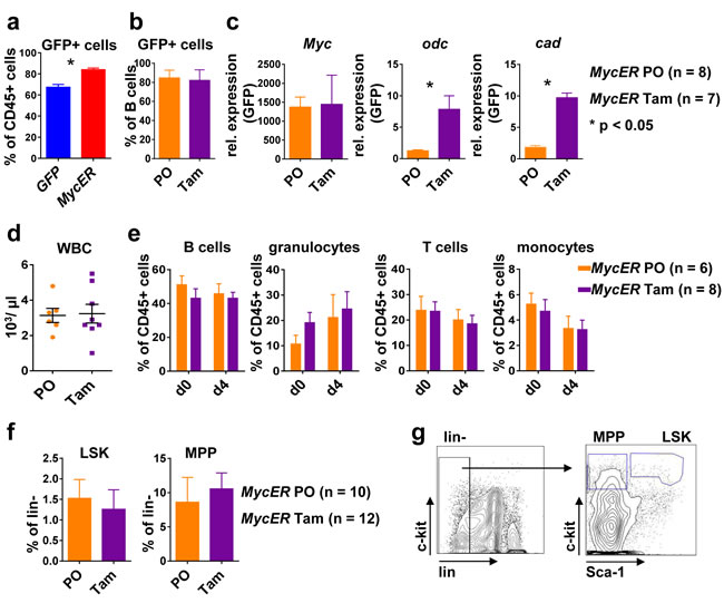 Conditional Myc activation results in target gene expression