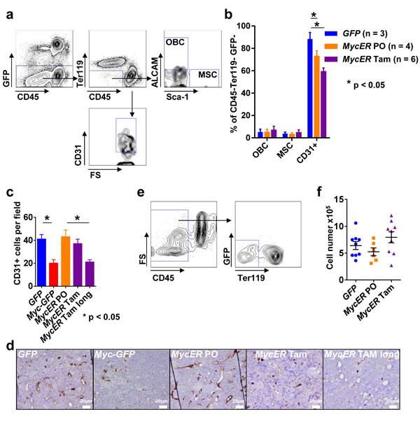 Analysis of the BM microenvironment.