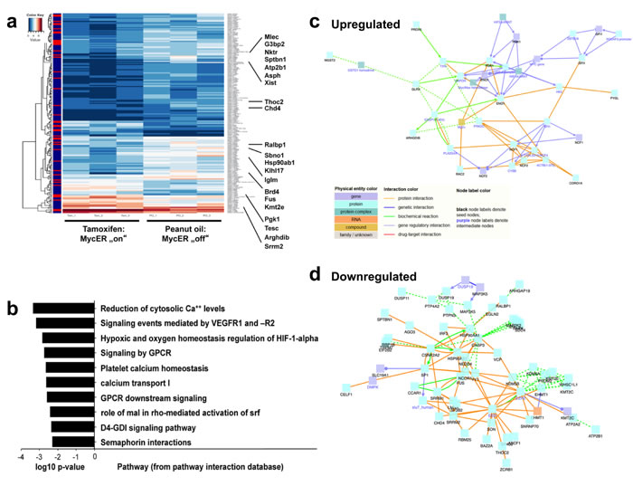 Myc directs transcriptional changes in EC within the BM microenvironment.