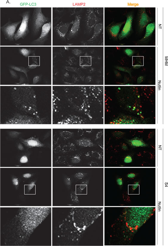 Nutlin affects formation of GFP-LC3-labeled autophagosomes differently in apoptosis sensitive and resistant cells.