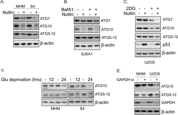 Nutlin downregulates ATG proteins in sensitive cells but not resistant cells.