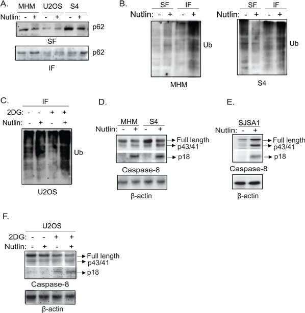 Nutlin induces accumulation of p62 and ubiquitinated proteins in insoluble fraction of lysates accompanied by activation of caspase-8 in sensitive cells.