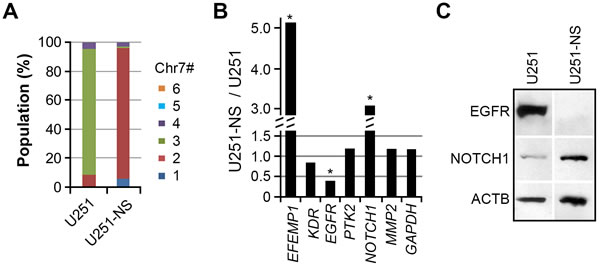 Differential expression of EGFR and NOTCH1 in TMC and STIC subpopulations of U251.