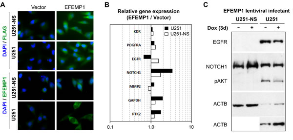 Cell context-dependent regulation of gene expressions by EFEMP1.