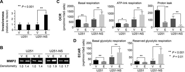 STIC-context-specific effect of EFEMP1 on increasing cell invasiveness via MMP2 activation and increasing metabolomics of cancer stem cell.