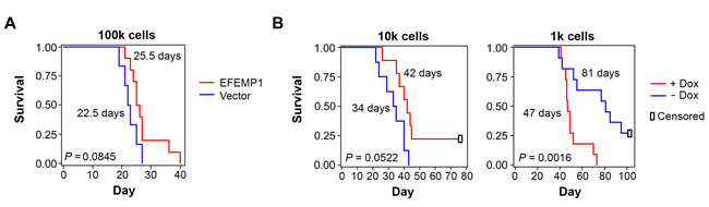 Kaplan-Meier survival curves of mice with i.c.