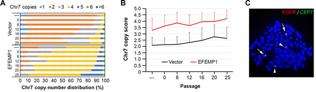 EFEMP1 does not suppress the alteration of subpopulation equilibrium
