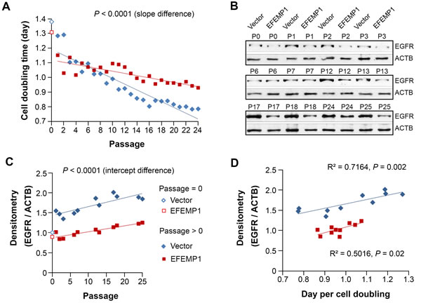 EFEMP1 suppressed the growth of STIC by suppressing the increase of EGFR.