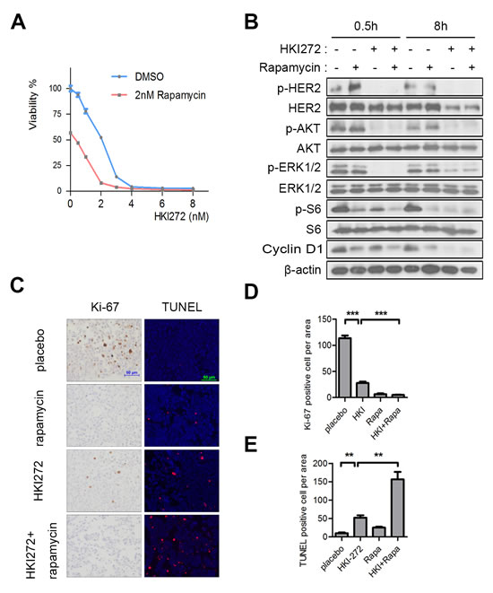 Rapamycin enhances the efficacy of HKI-272 towards HER2 H878Y-driven tumors.