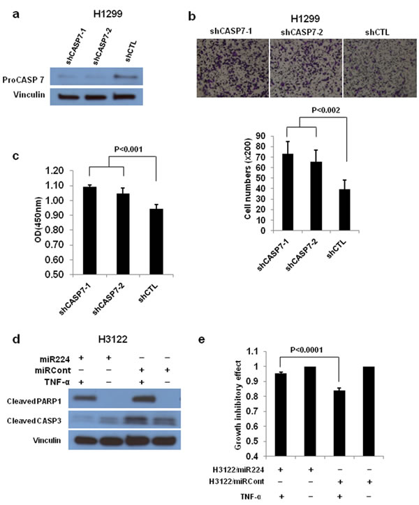 CASP3 and CASP7 have a essential role in miR-224 induced cell growth and migration.