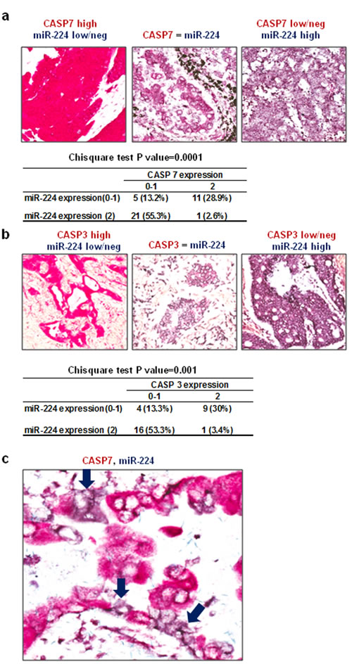 Expressions of CASP3 and CASP7 are inversely correlated with miR-224.