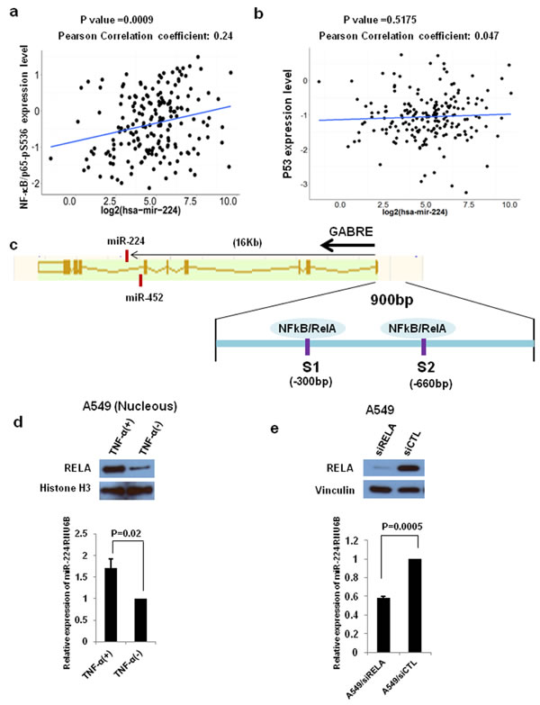 NF-kB signaling regulates miR-224 expression.
