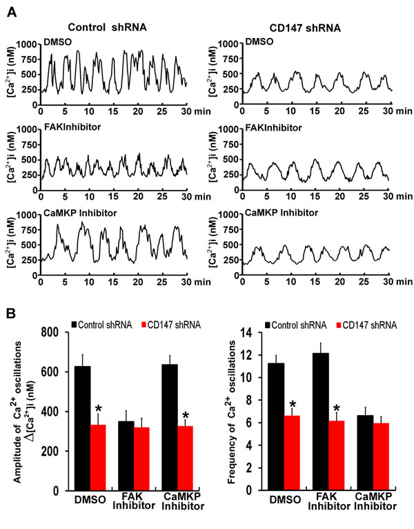 CD147 increases the amplitude of [Ca