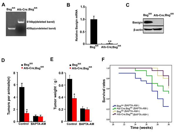 Deletion of CD147 increases the survival rate of Alb-Cre; Bsgfl/fl mice by regulating [Ca