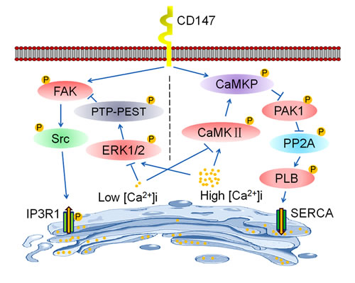 Schematic representation of the major molecular functions of CD147 in the regulation of [Ca