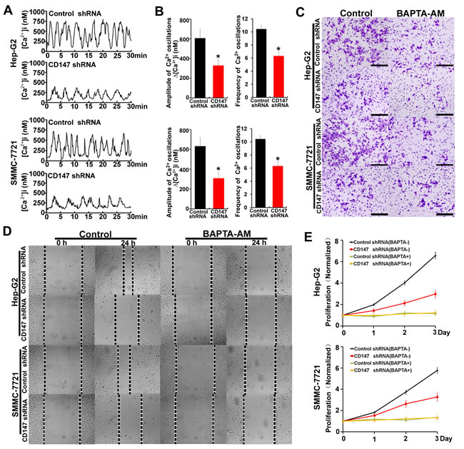 CD147 promotes HCC cells invasion, migration and proliferation by regulating [Ca