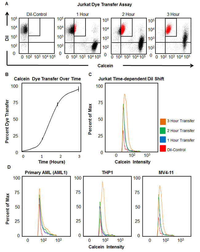 Functional gap junction activity is detectable directly between leukemia cells.