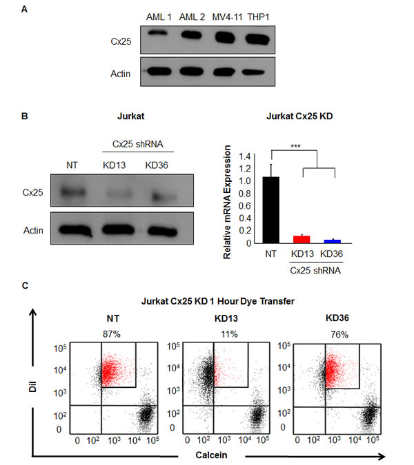 Targeting Cx25 by RNAi decreases cell-cell communication.