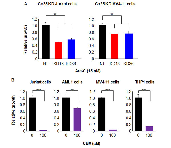 Cx25 KD increases leukemia cell chemosensitivity, while treatment with a gap junction inhibitor decreases leukemia cell proliferation.