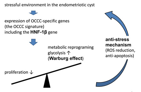 Mechanism that OCCC cope with environmental oxidative stress.