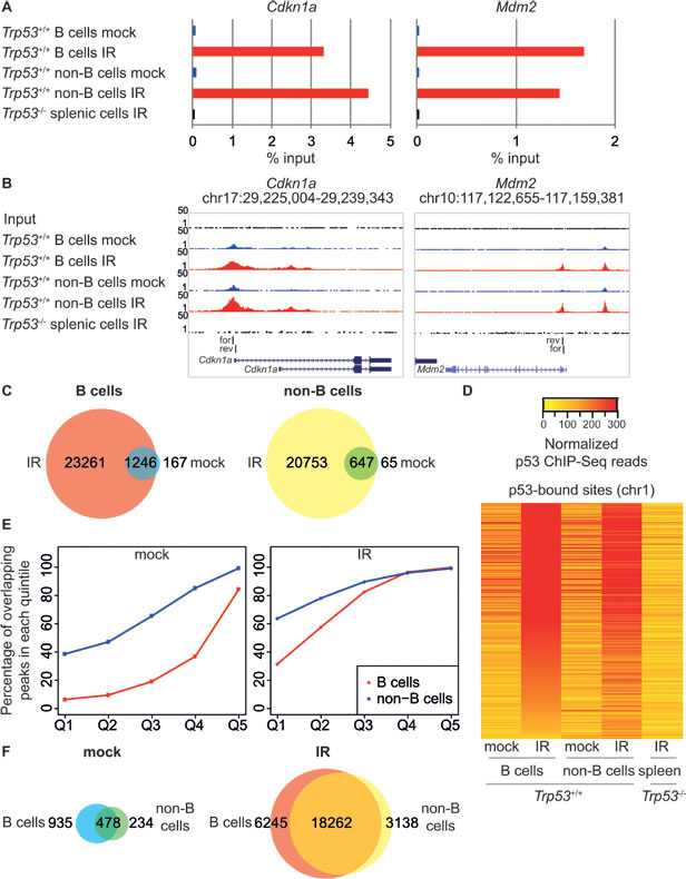 Genome-wide analysis of p53 binding in response to IR.