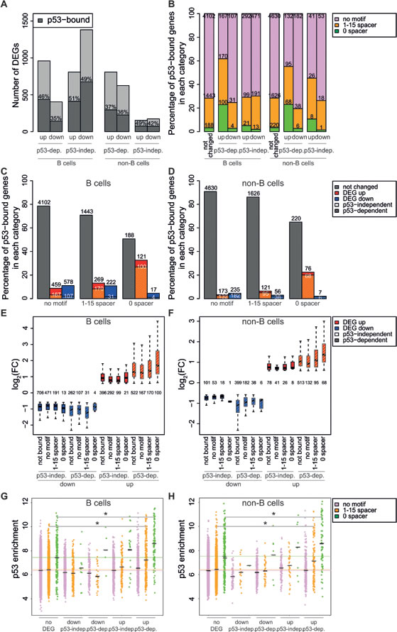 p53 binding intensity and the presence of the unsplit p53 motif associate with gene induction.