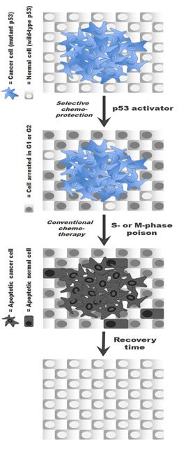 The cyclotherapy concept illustrated for patients with p53-mutant tumors.