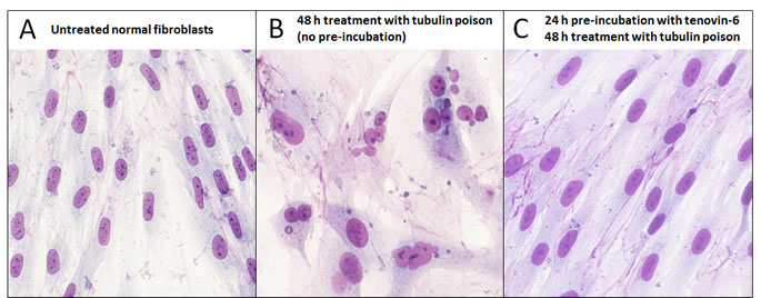 Effective chemoprotection of normal cells from nuclear aberrations caused by a tubulin poison.