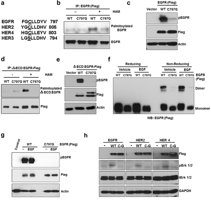 C797 site is conserved in kinase active ErbB members and is important for constitutive activation and palmitoylation of EGFR.