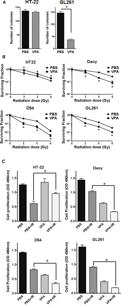 VPA acts as a radioprotector in normal cells and radiosensitizer in cancer cells.