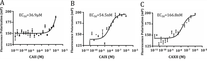 Compound 8 had higher binding affinity to CAIX compared to CAII and CAXII.