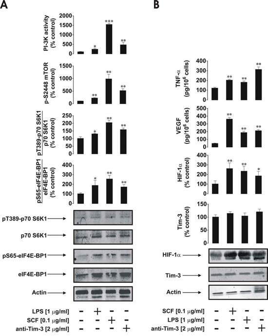 Anti-Tim-3 agonistic antibody induces mTOR activity, HIF-1&#x03B1; accumulation as well secretion of VEGF and TNF-&#x03B1; in primary human AML cells.