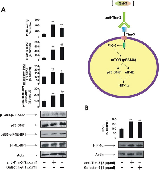 Anti-Tim-3 and galectin-9 induce similar responses in primary human AML cells.