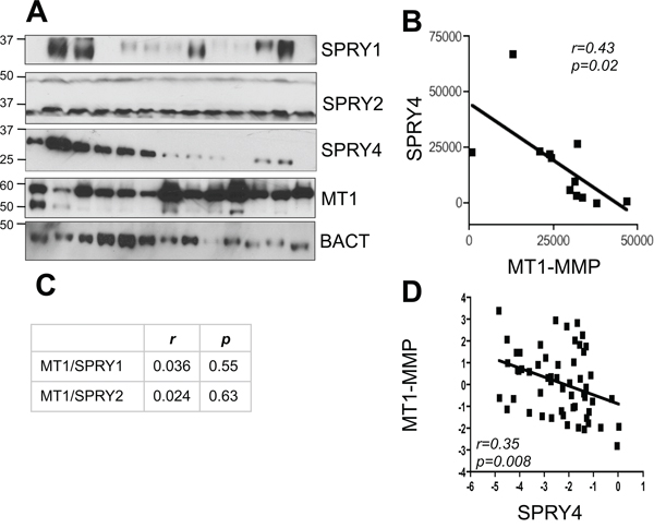 SPRY4 and MT1-MMP inversely correlate in melanoma.
