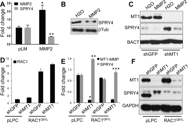 MT1-MMP modulates SPRY4 through MMP2/RAC1.