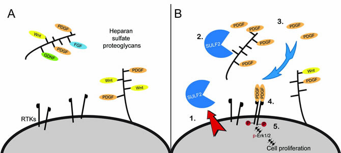 FIGURE 1: Heparan sulfate proteoglycan (HSPG) glycosaminoglycan side chains bind and sequester ligands in the extracellular environment.