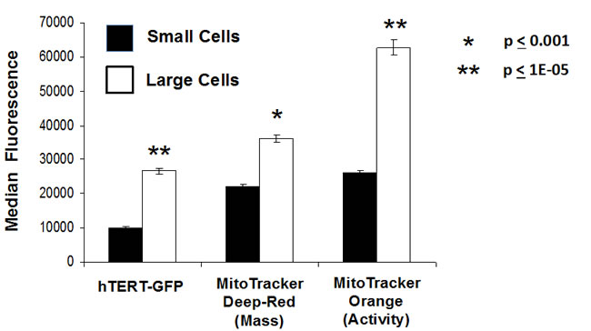 Fractionation of hTERT-eGFP MCF7 cells by cell size allows the separation of larger and smaller cell sub-populations, with distinct metabolic functional properties.