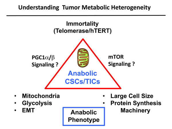 Understanding the role of immortality, anabolic metabolism and cell size in stem-like cancer cells.