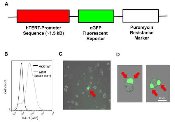 Generation of MCF7 cells harboring the hTERT-eGFP reporter, to select a sub-population of cells with high telomerase activity.